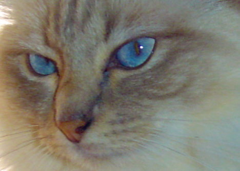 Picture of a cat / kitten / feline