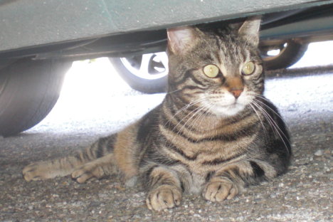 Picture of a cat / kitten / feline