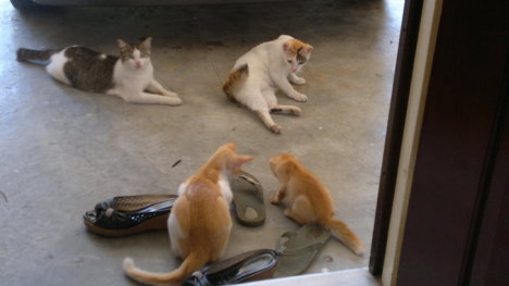 Picture of a cat / kitten / feline