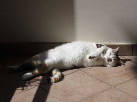 Picture of a cat / kitten / feline