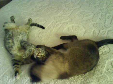 Picture of a cat / kitten / feline