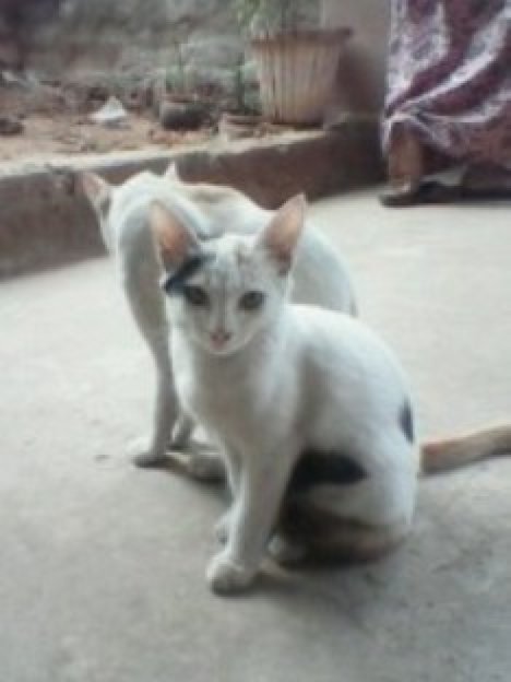 Picture of a cat / kitten / feline