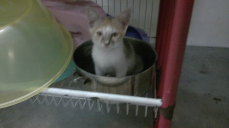 Picture of a cat / kitten / feline