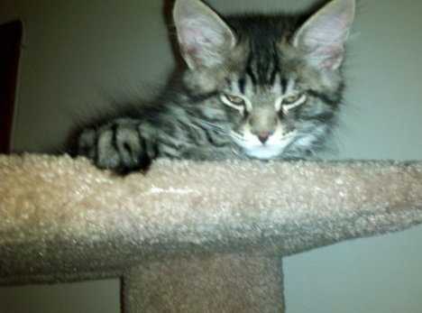 Picture of a cat / kitten / feline