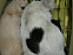 View full size picture