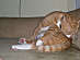 View full size picture