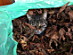 View full size picture