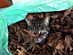 View full size picture