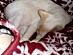 View full size picture