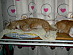 View full size picture