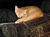 View full size picture