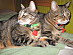 View full size picture