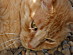 View full size picture