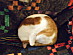 View full size picture