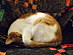 View full size picture