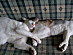 View full size picture