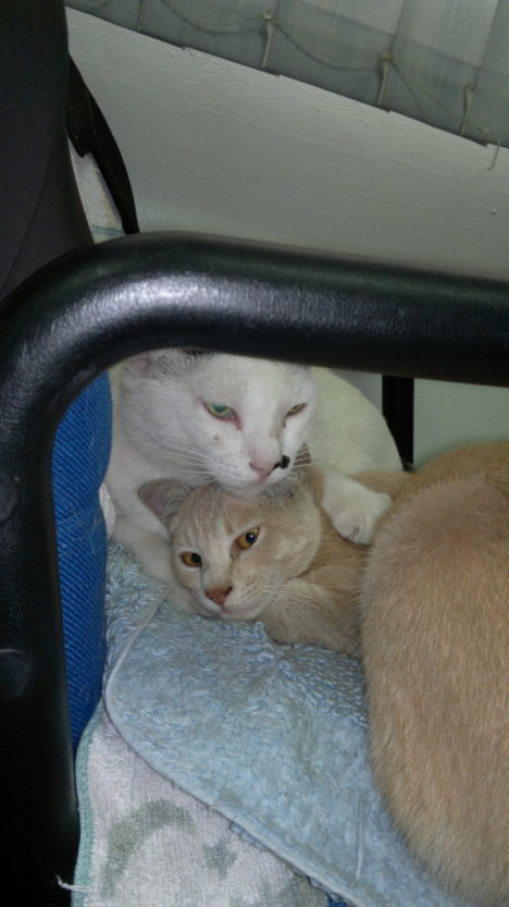 Picture of a cat / kitten / feline