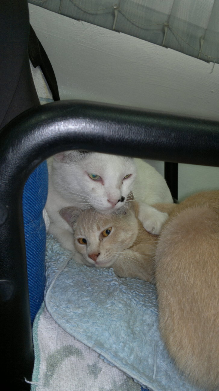 Picture of a cat / kitten / feline