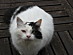 View full size picture