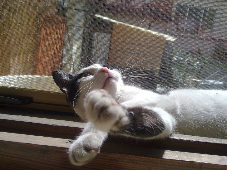 Picture of a cat / kitten / feline