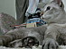 View full size picture