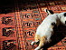 View full size picture