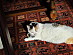 View full size picture