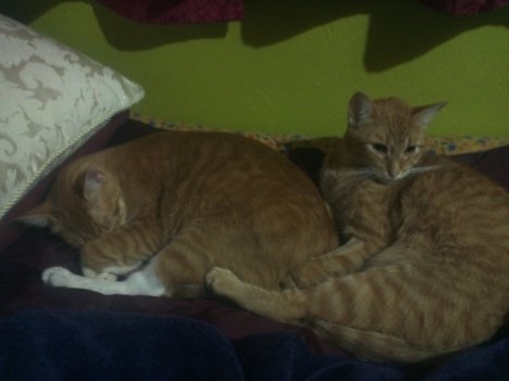 Picture of a cat / kitten / feline
