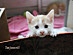 View full size picture