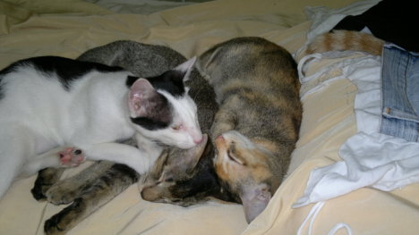 Picture of a cat / kitten / feline