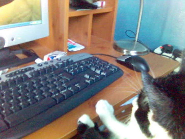 Picture of a cat / kitten / feline
