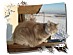 View full size picture
