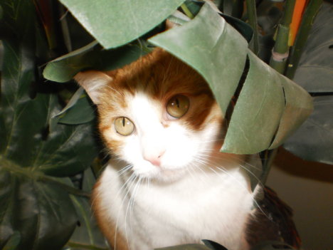 Picture of a cat / kitten / feline