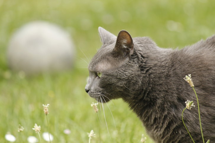 Picture of a cat / kitten / feline