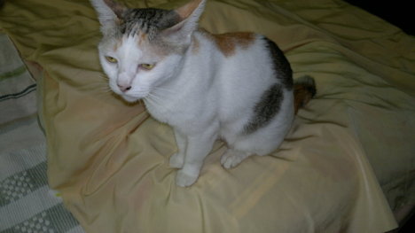 Picture of a cat / kitten / feline