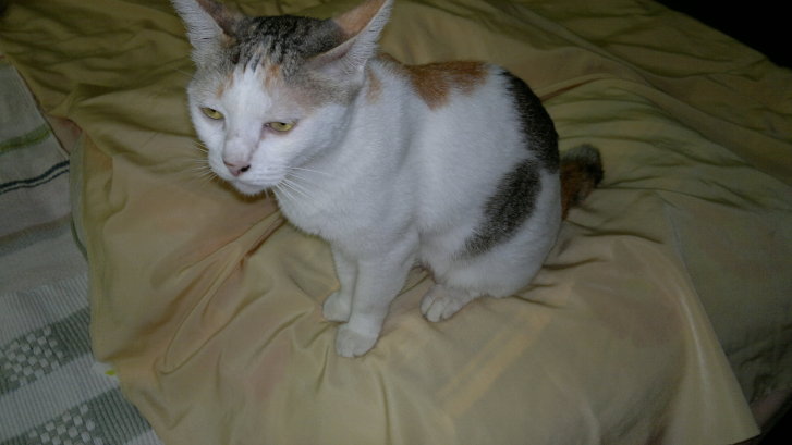 Picture of a cat / kitten / feline