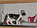 View full size picture