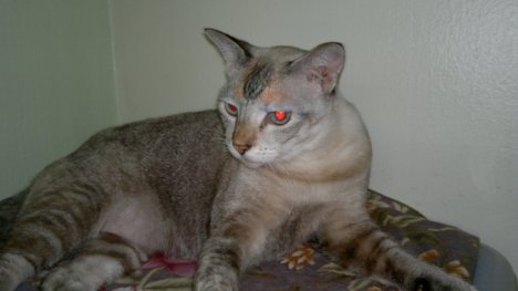 Picture of a cat / kitten / feline
