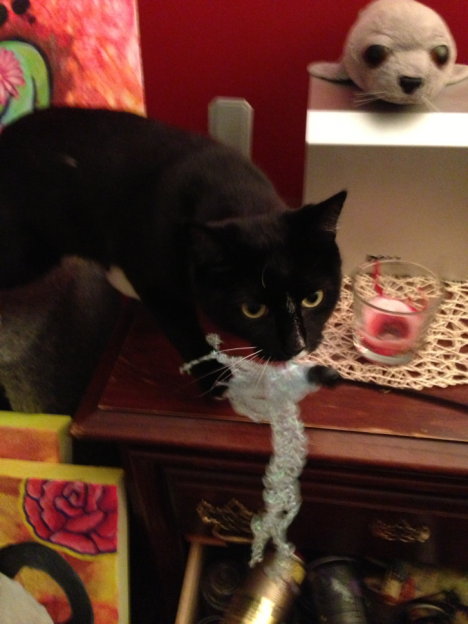 Picture of a cat / kitten / feline