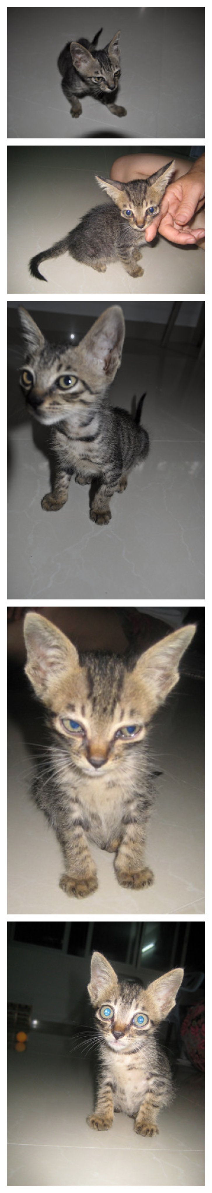 Picture of a cat / kitten / feline