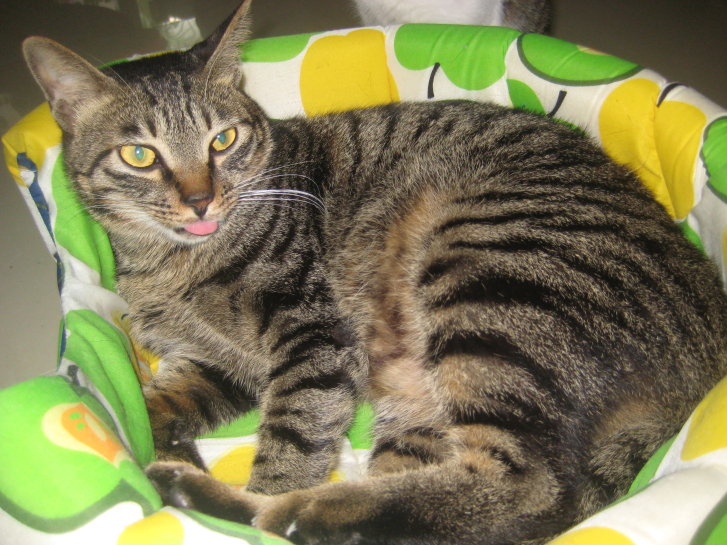 Picture of a cat / kitten / feline