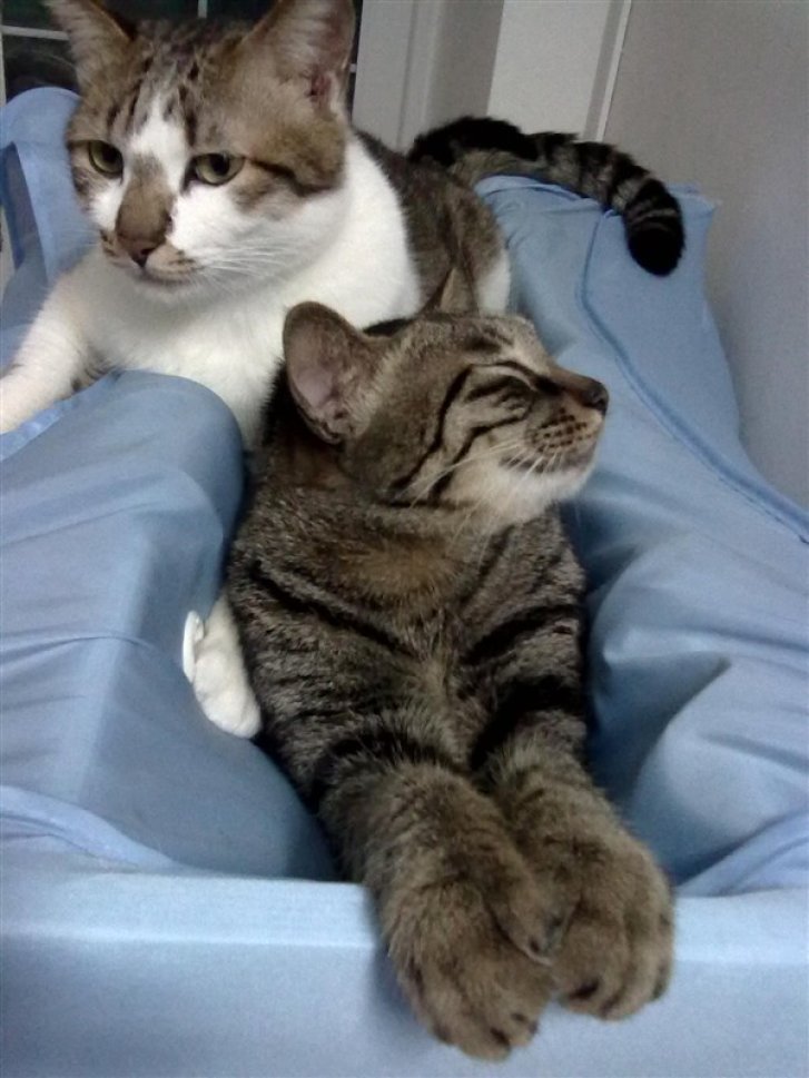 Picture of a cat / kitten / feline