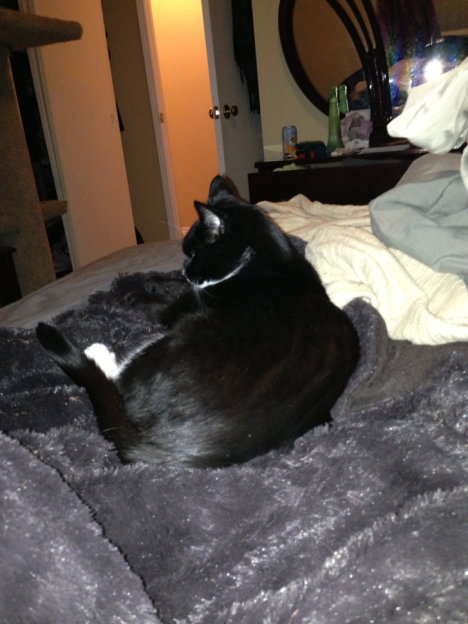 Picture of a cat / kitten / feline