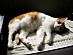 View full size picture