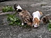 View full size picture