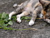 View full size picture