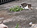 View full size picture