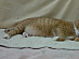 View full size picture