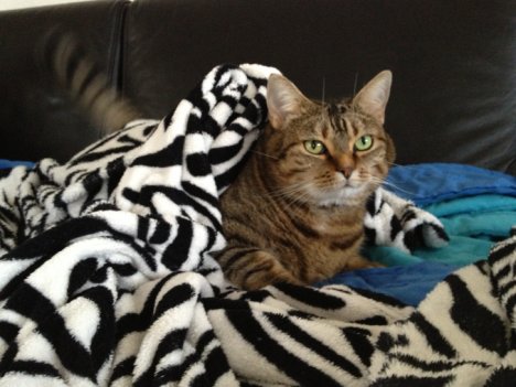 Picture of a cat / kitten / feline