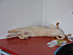 View full size picture